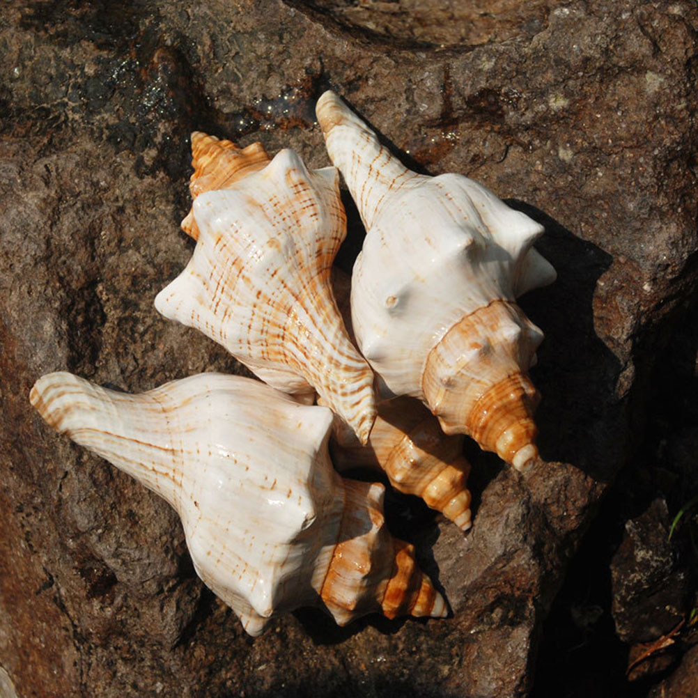 Marine Fish Tank - Decorative Conch Shell for Aquarium Fish