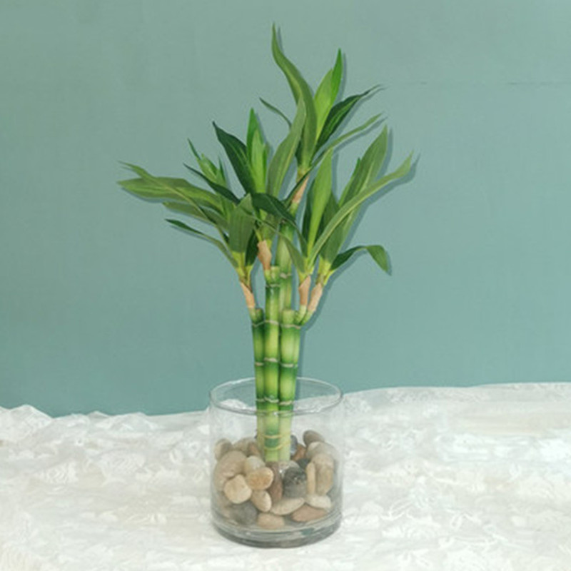 Cây Trúc May Mắn Nhân Tạo Mới  - đánh giá và giá Marine Fish Tank
