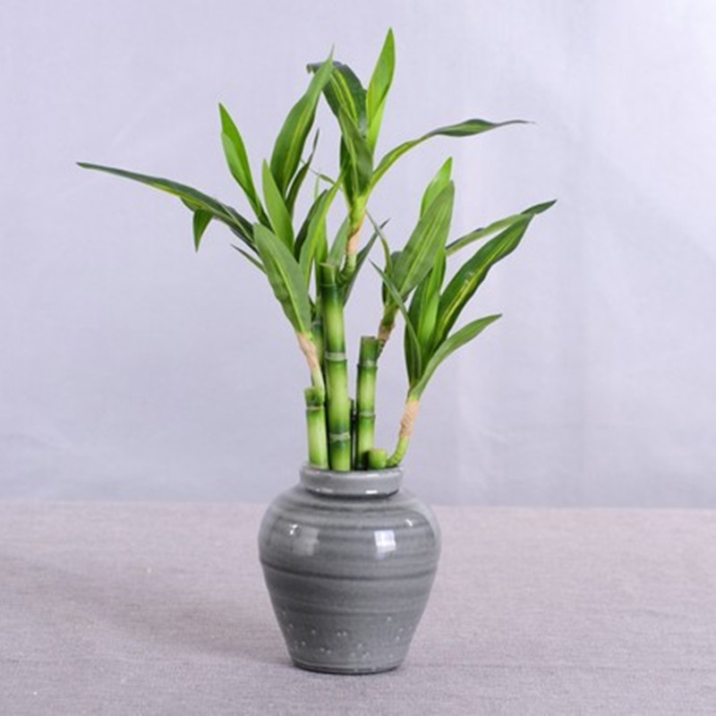 Cây Trúc May Mắn Nhân Tạo Mới  - đánh giá và giá Marine Fish Tank