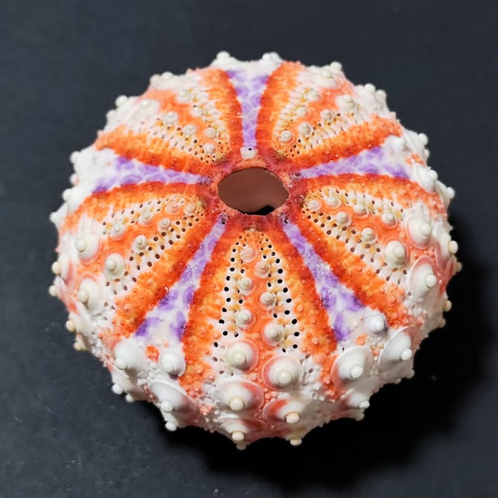 Sea Urchin Craft For For Zhuol - đánh giá và giá Marine Aquarium