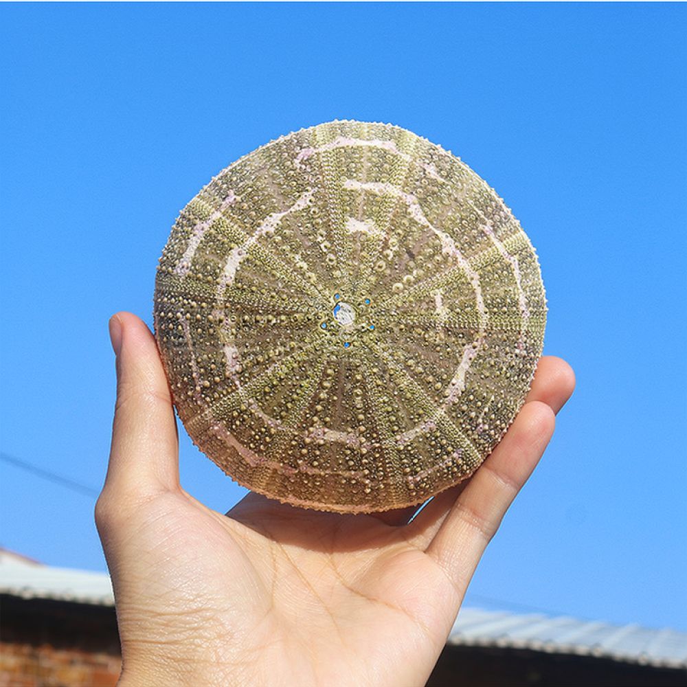 Sea Urchin Craft For For Zhuol - đánh giá và giá Marine Aquarium