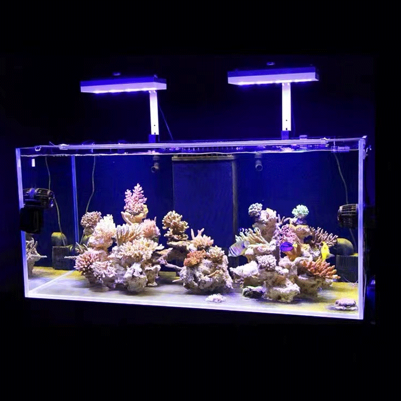 Aqua Illumination AI Hydra 32H - đánh giá và giá Reef Lighting