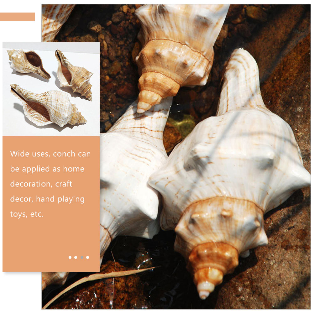 Decorative Conch Shell for Aqu - đánh giá và giá Marine Fish Tank