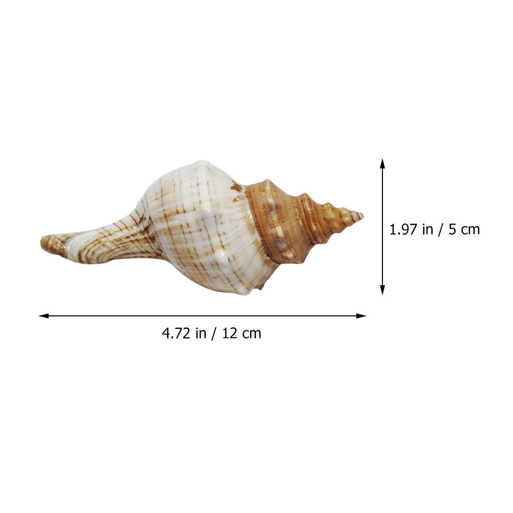 Decorative Conch Shell for Aqu - đánh giá và giá Marine Fish Tank