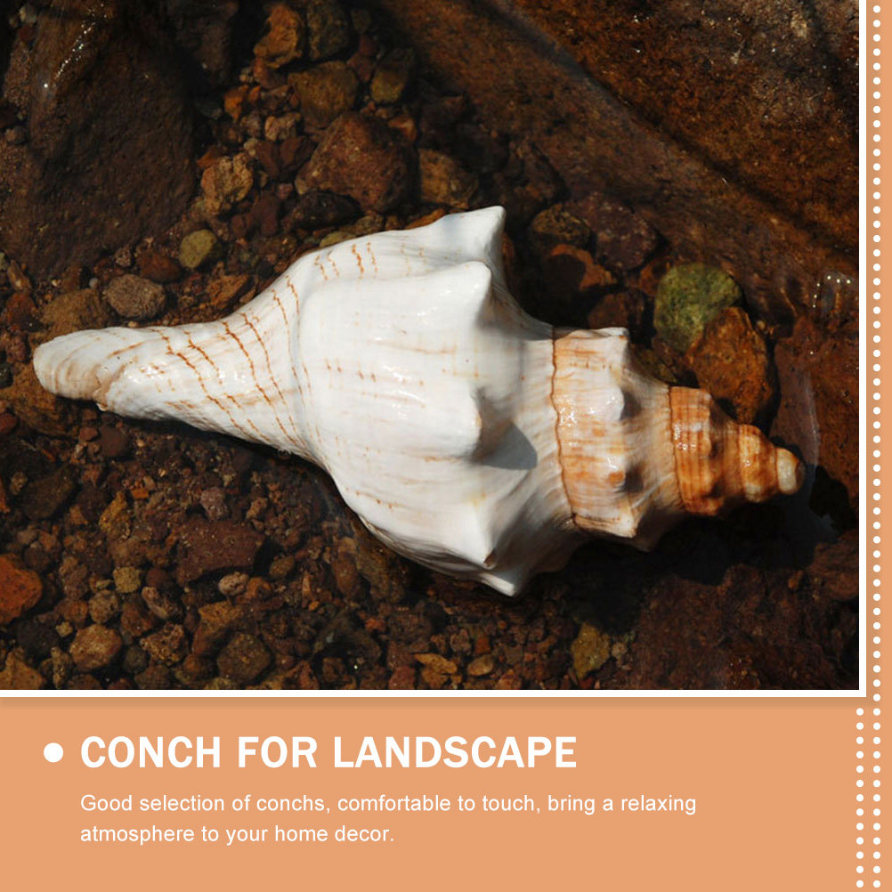 Decorative Conch Shell for Aqu - đánh giá và giá Marine Fish Tank